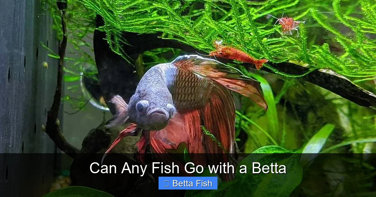 Can Any Fish Go with a Betta