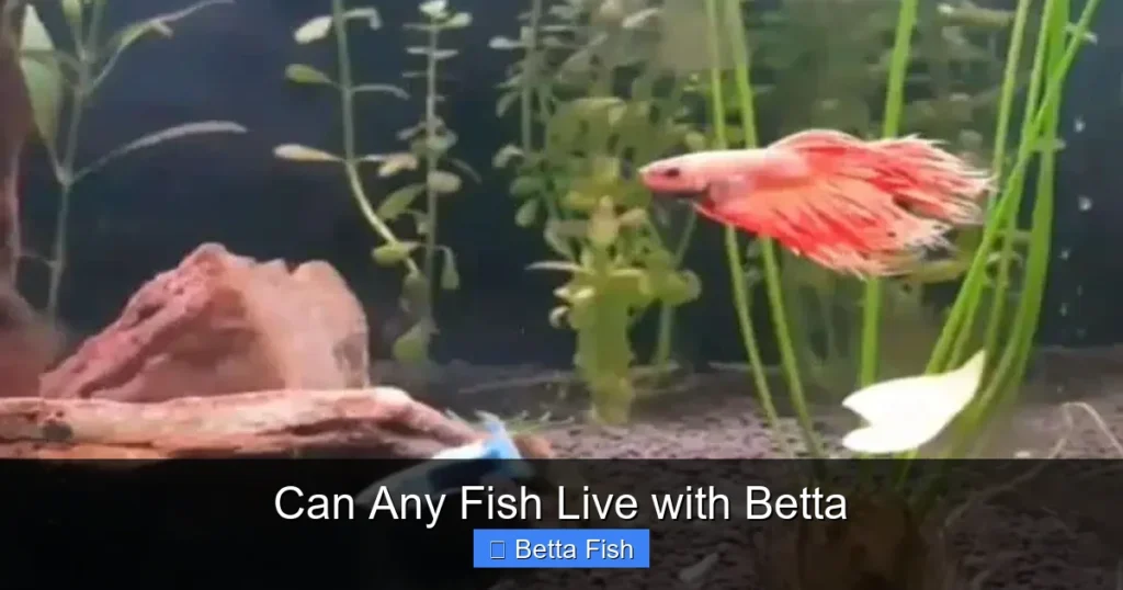 Can Any Fish Live with Betta