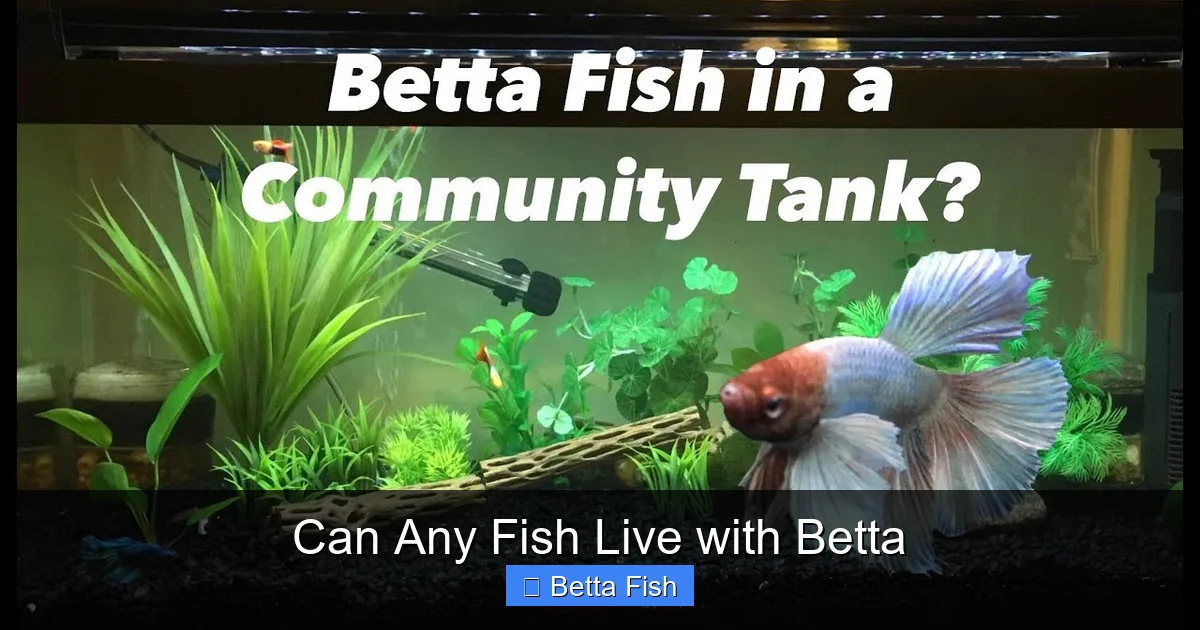 Can Any Fish Live with Betta