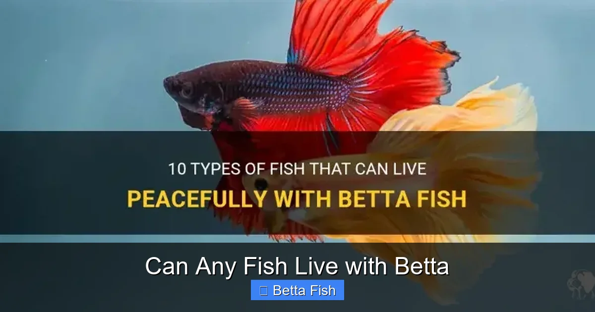 Can Any Fish Live with Betta
