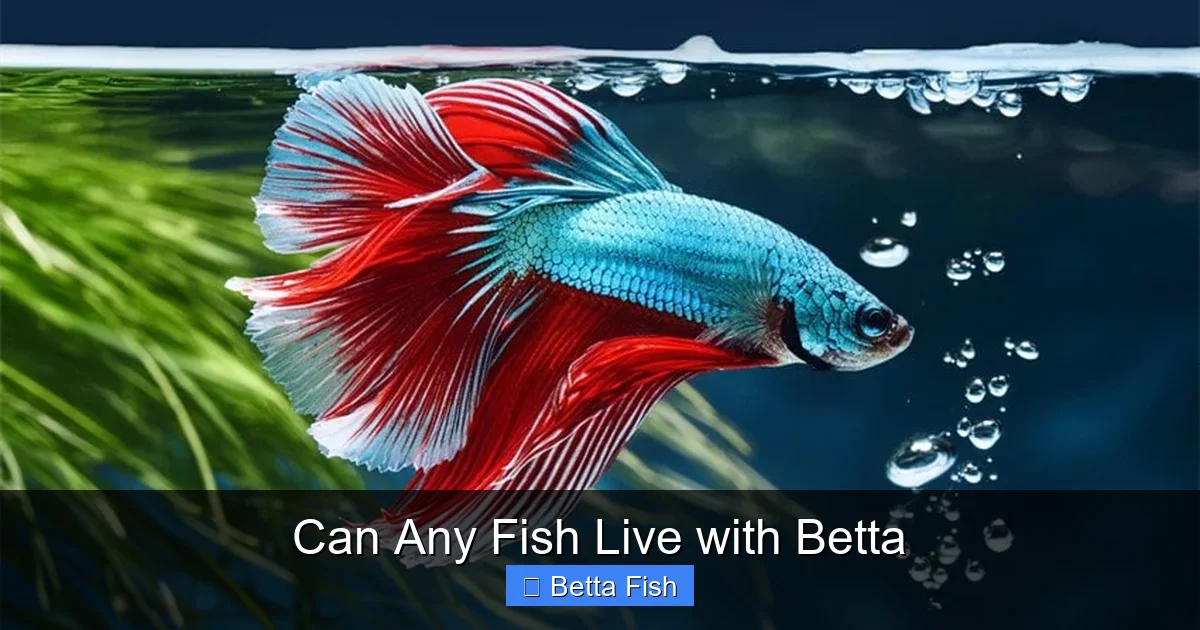 Can Any Fish Live with Betta