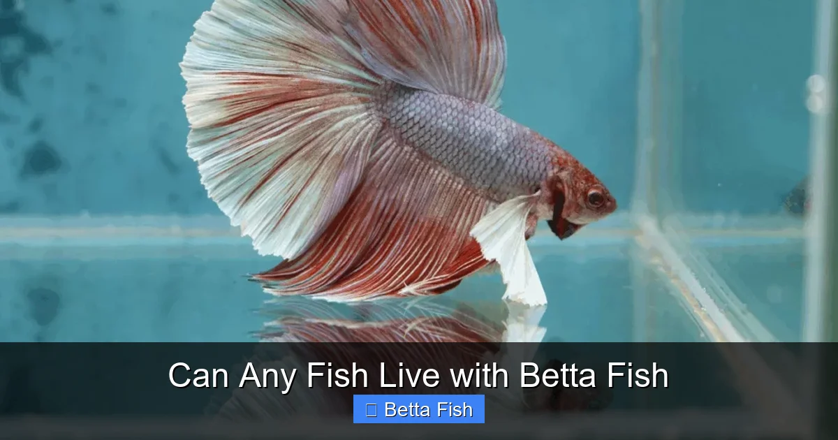 Can Any Fish Live with Betta Fish