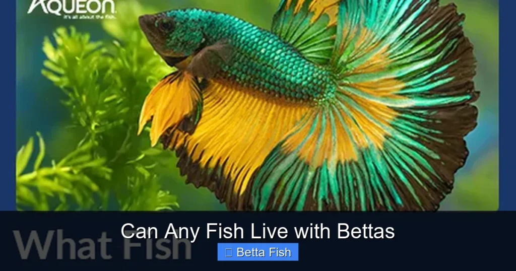 Can Any Fish Live with Bettas