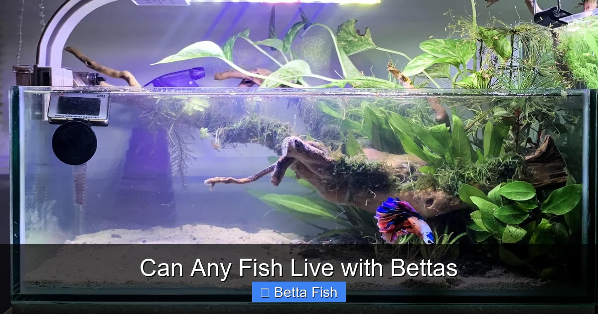 Can Any Fish Live with Bettas