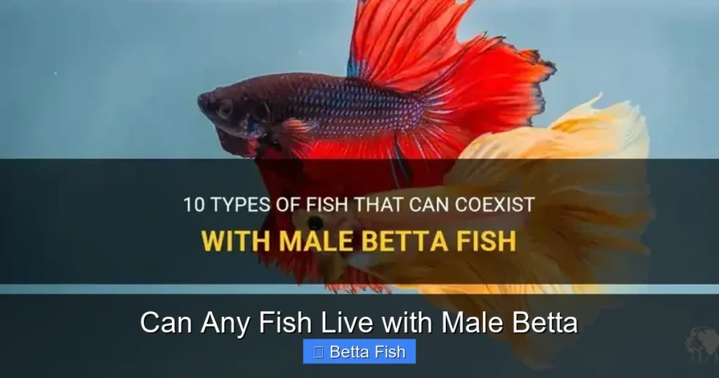 Can Any Fish Live with Male Betta