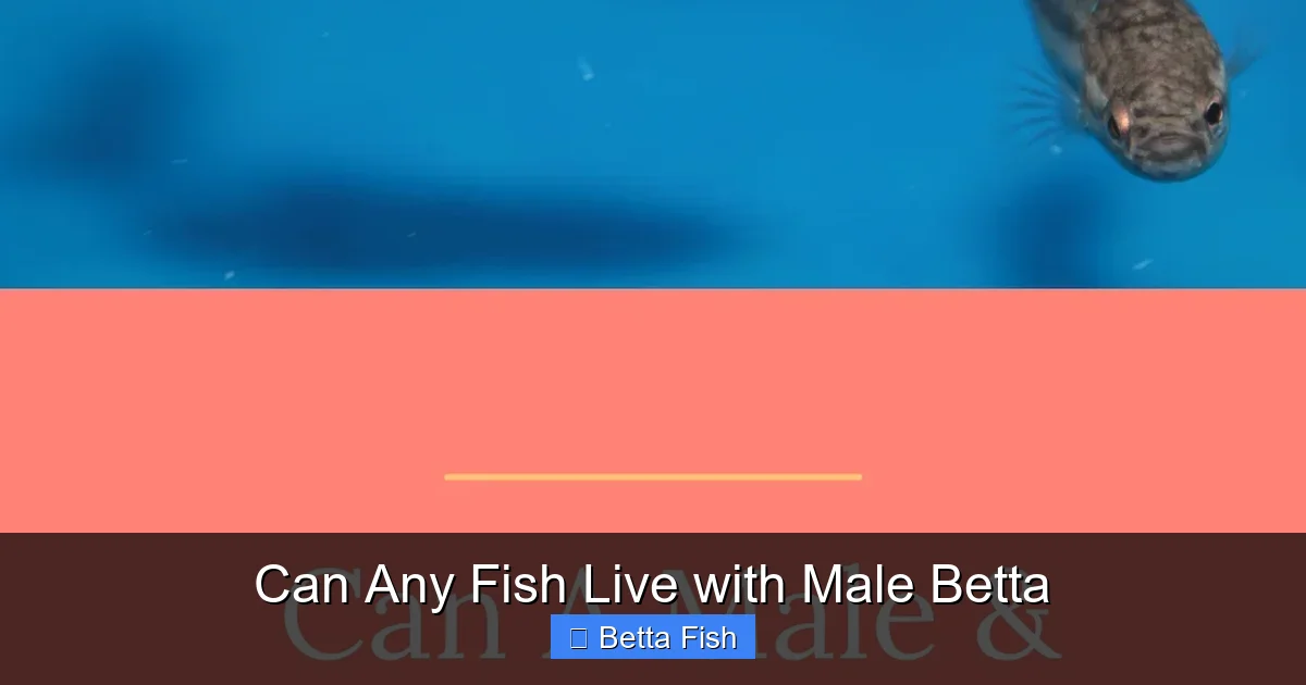 Can Any Fish Live with Male Betta