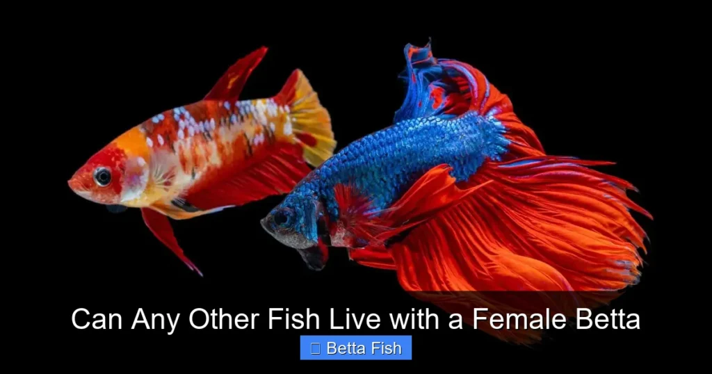 Can Any Other Fish Live with a Female Betta