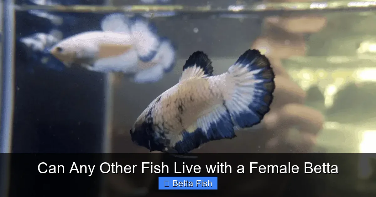 Can Any Other Fish Live with a Female Betta