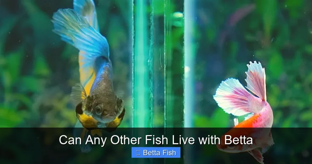 Can Any Other Fish Live with Betta
