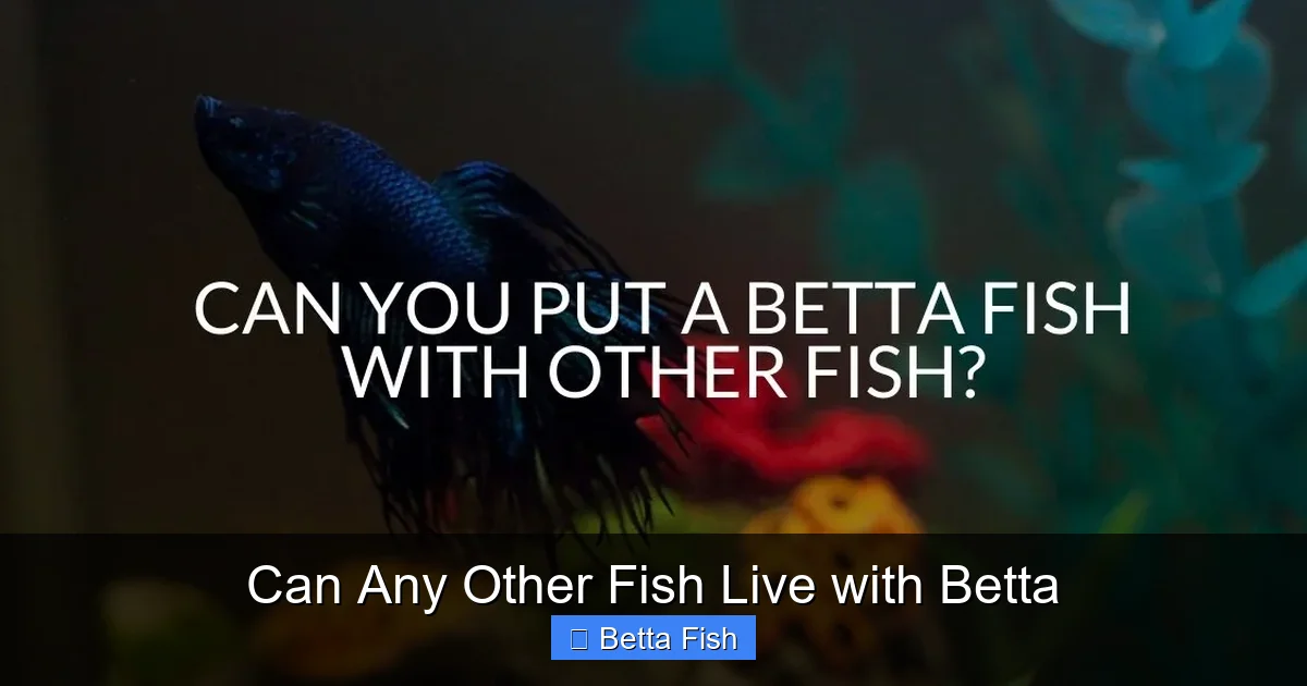 Can Any Other Fish Live with Betta