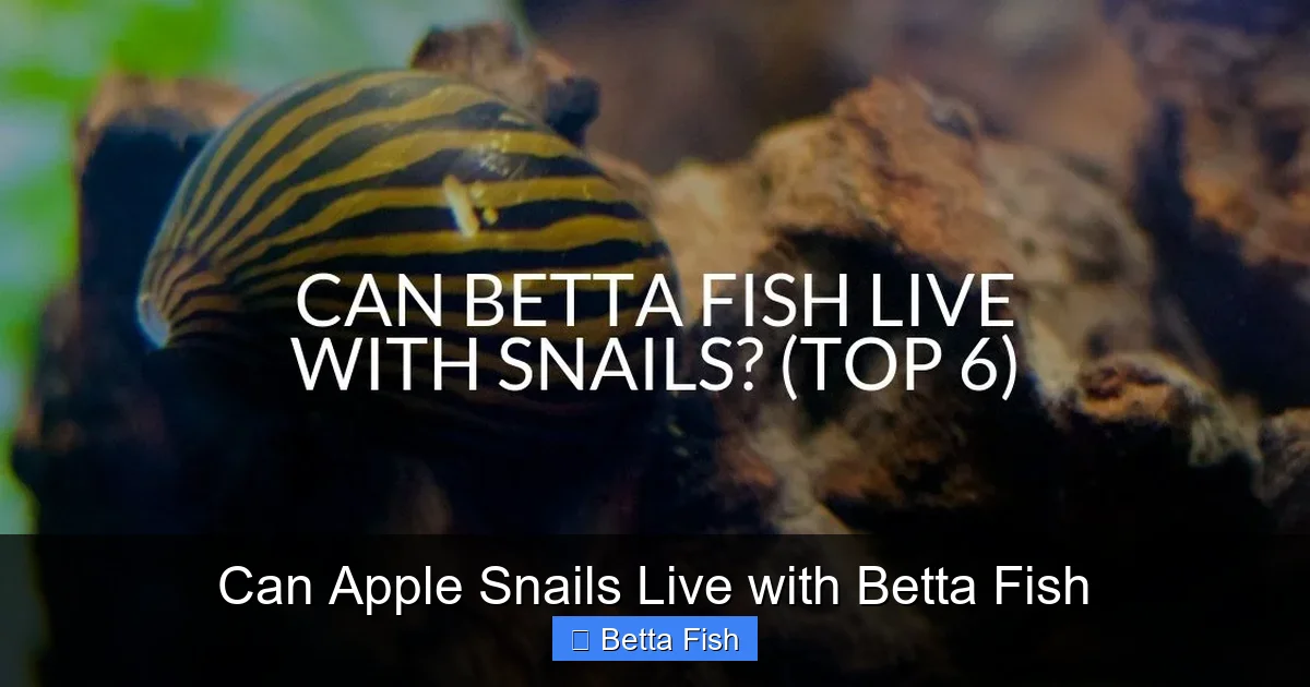Can Apple Snails Live with Betta Fish