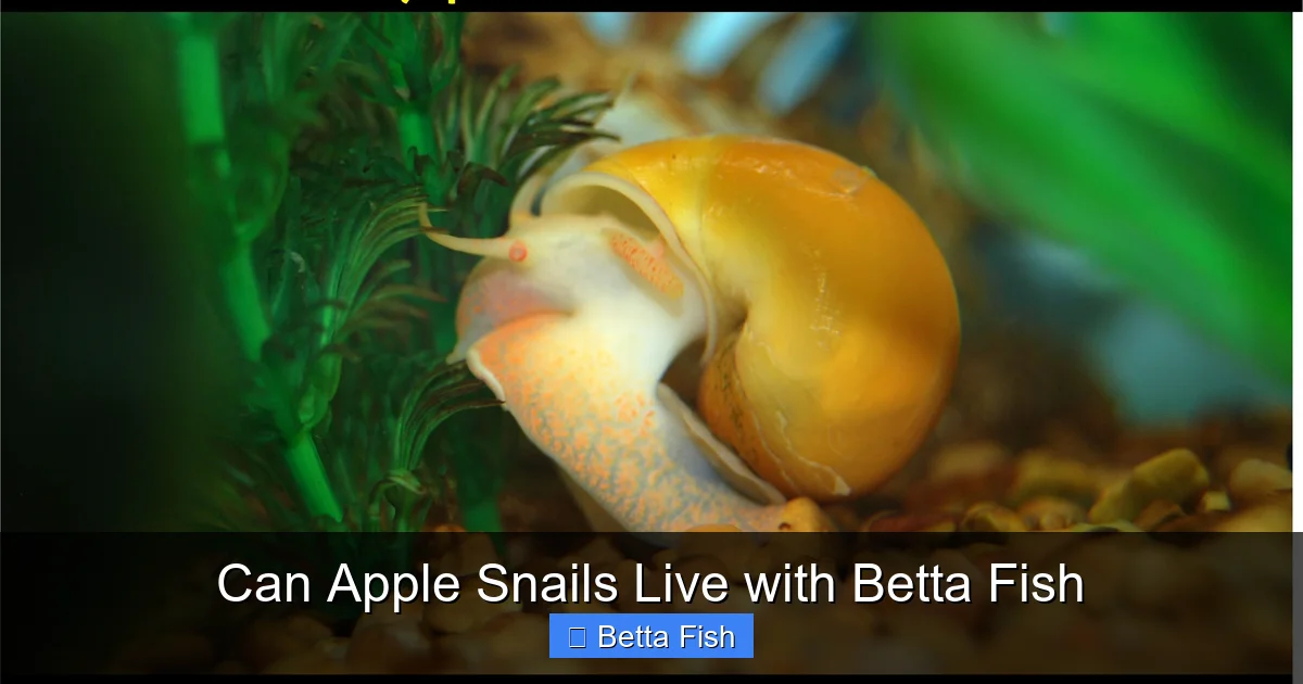 Can Apple Snails Live with Betta Fish
