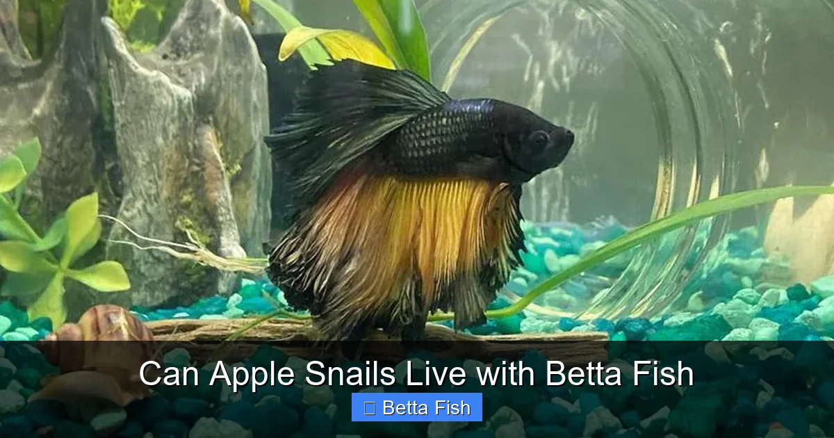 Can Apple Snails Live with Betta Fish