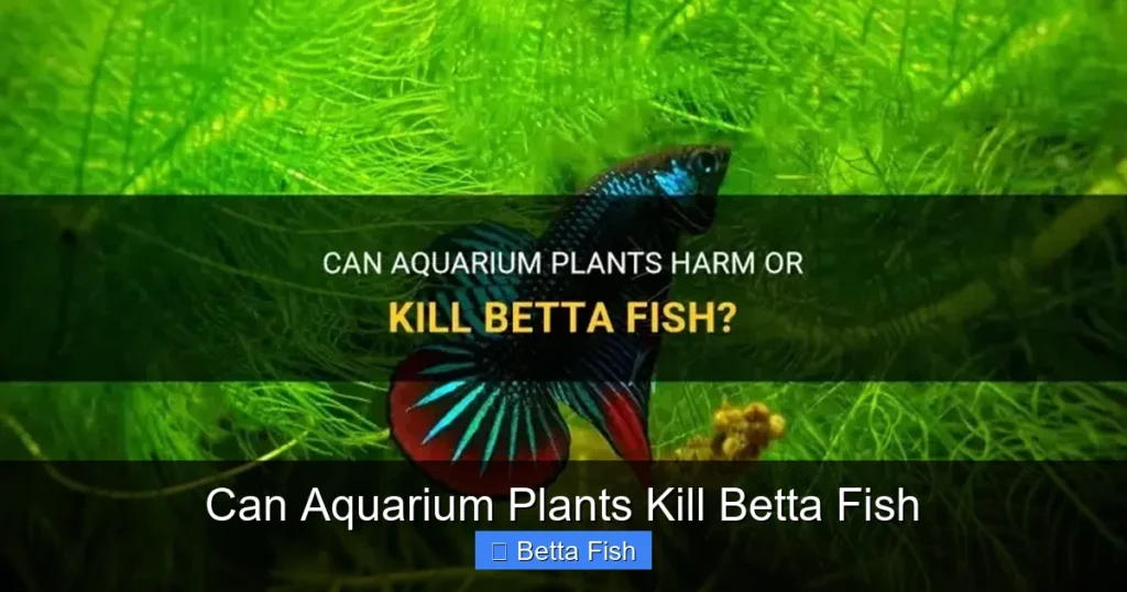 Can Aquarium Plants Kill Betta Fish