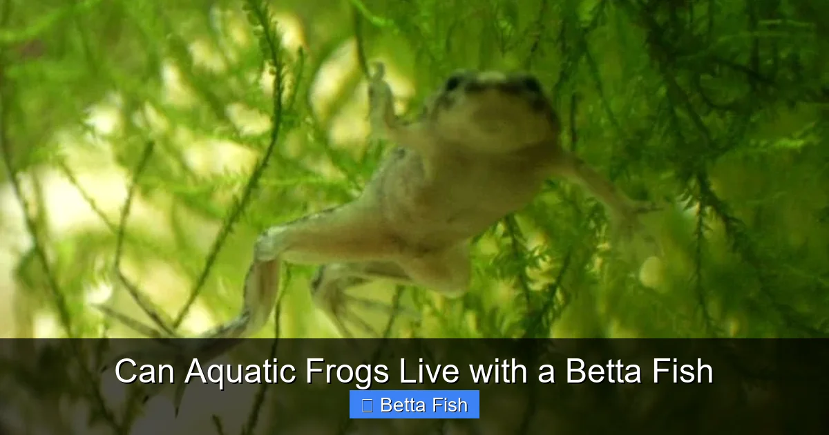 Can Aquatic Frogs Live with a Betta Fish
