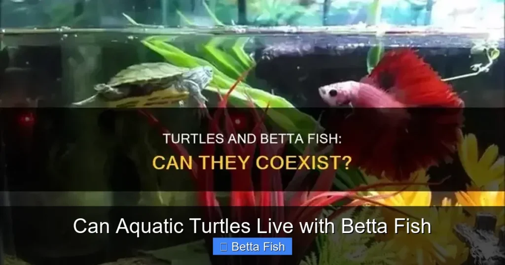Can Aquatic Turtles Live with Betta Fish