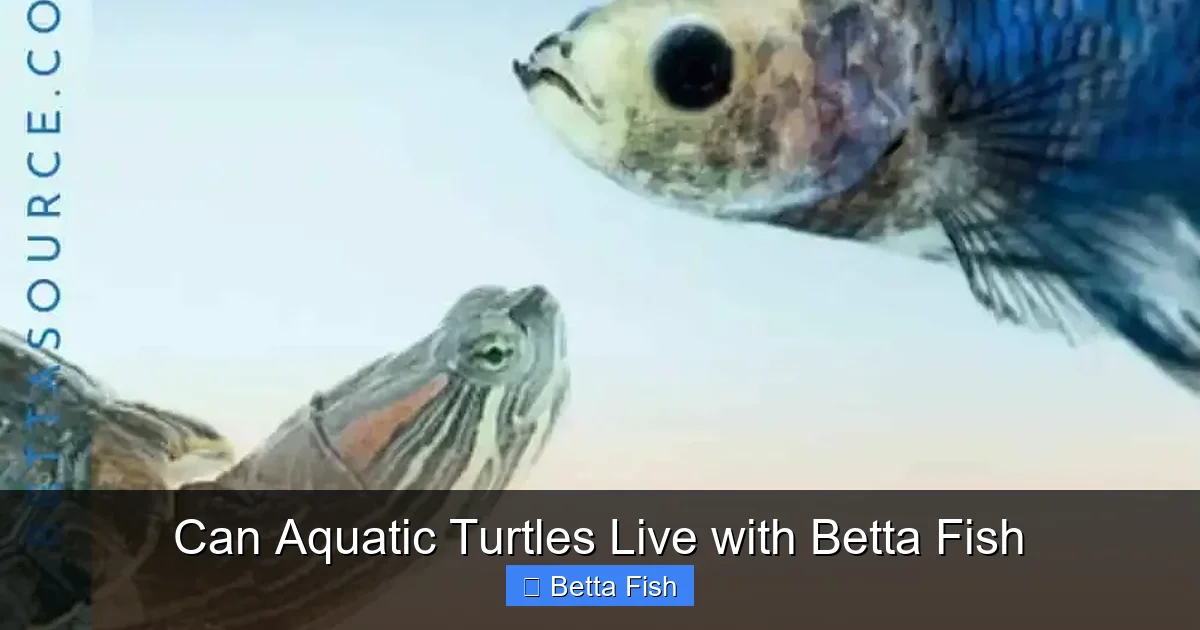 Can Aquatic Turtles Live with Betta Fish