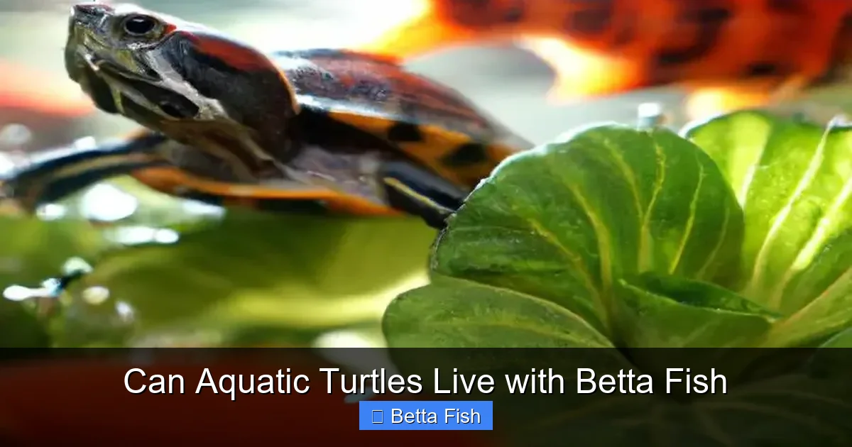 Can Aquatic Turtles Live with Betta Fish
