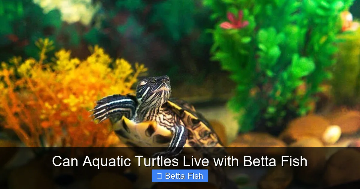 Can Aquatic Turtles Live with Betta Fish