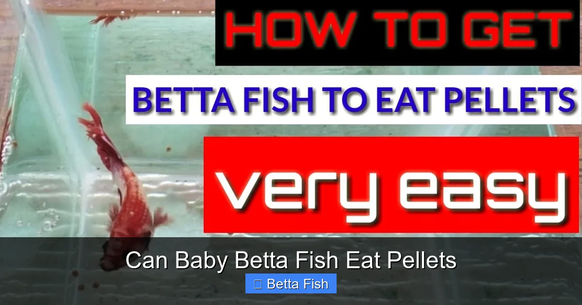 Can Baby Betta Fish Eat Pellets