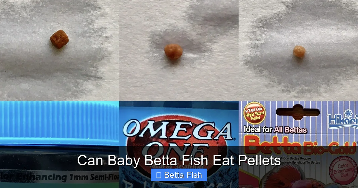 Can Baby Betta Fish Eat Pellets