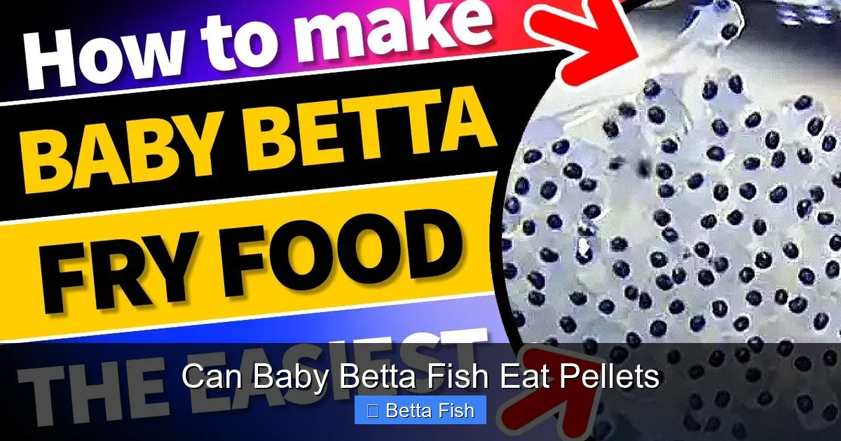 Can Baby Betta Fish Eat Pellets