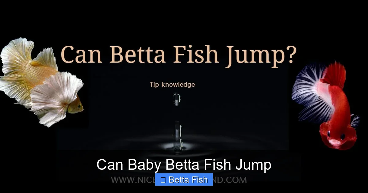 Can Baby Betta Fish Jump