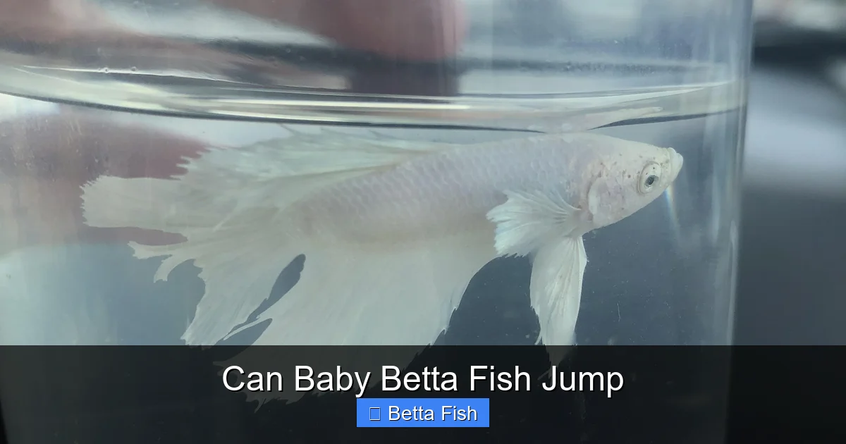 Can Baby Betta Fish Jump