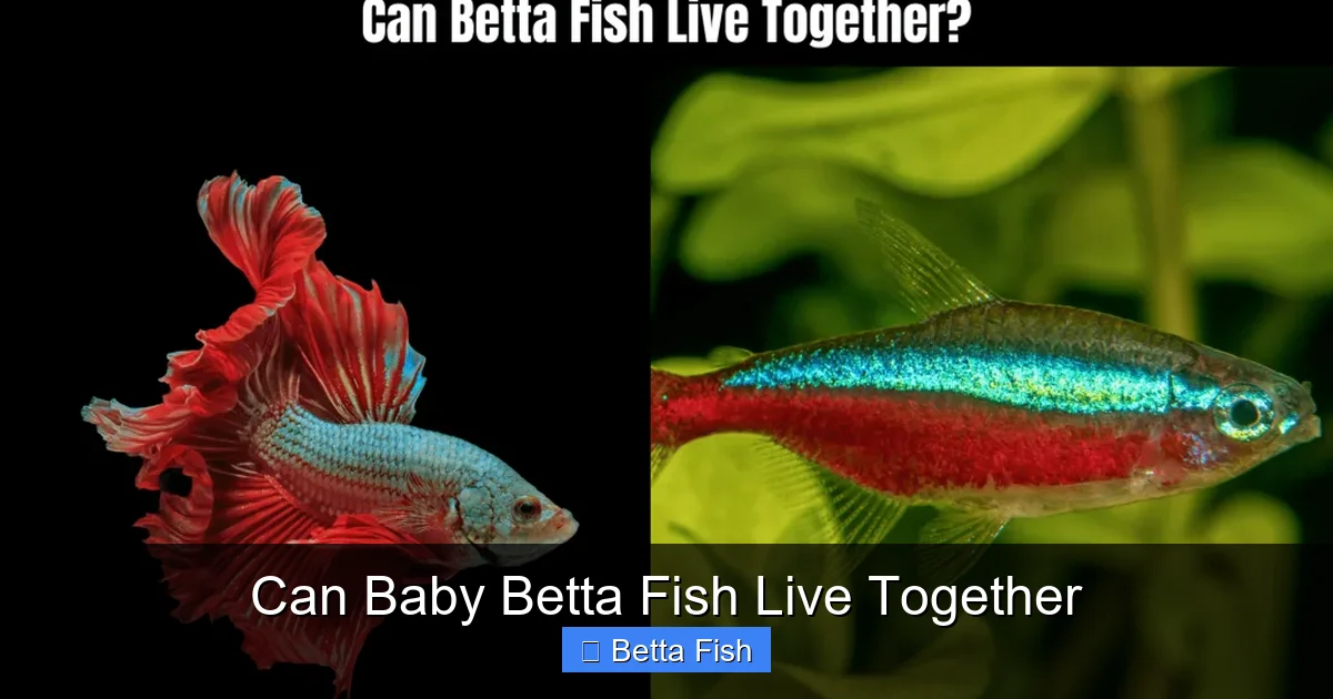 Can Baby Betta Fish Live Together