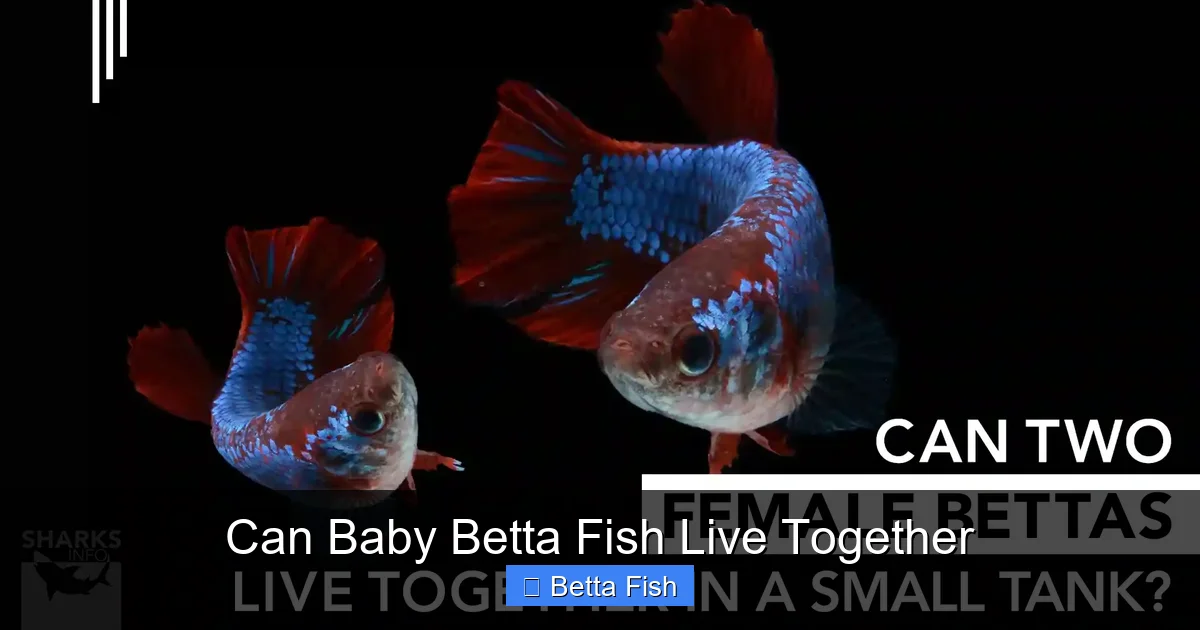 Can Baby Betta Fish Live Together