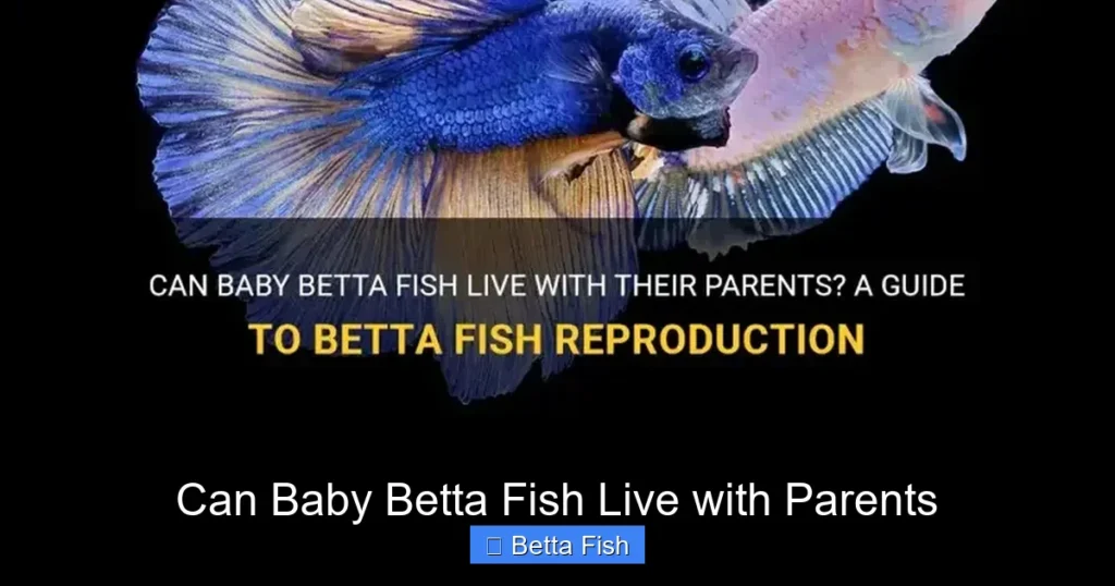 Can Baby Betta Fish Live with Parents