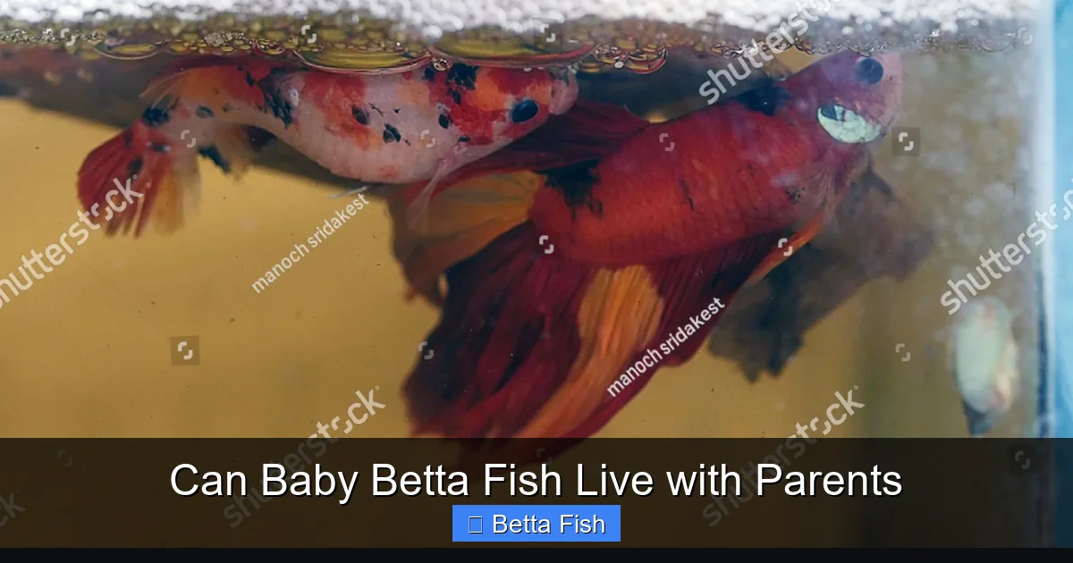 Can Baby Betta Fish Live with Parents