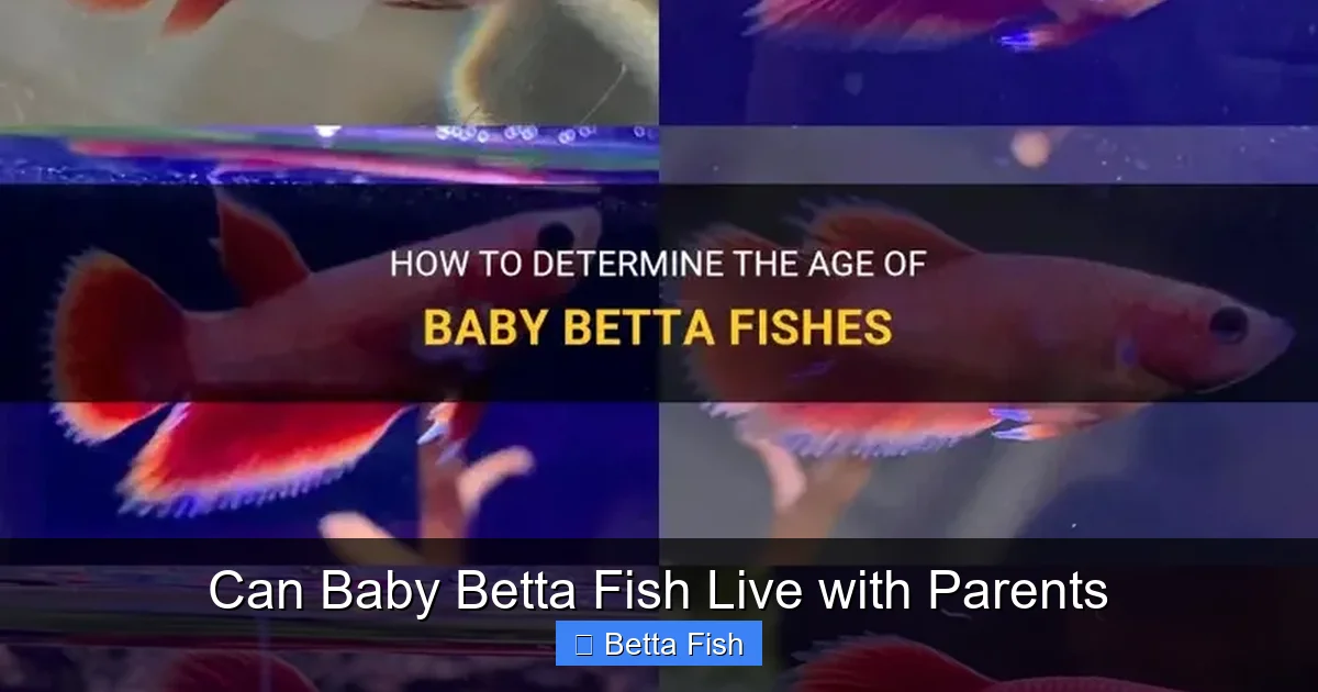Can Baby Betta Fish Live with Parents