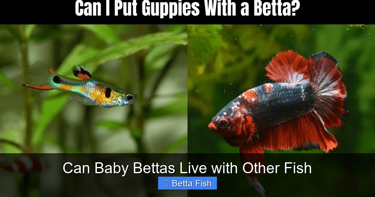 Can Baby Bettas Live with Other Fish