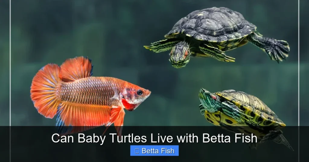 Can Baby Turtles Live with Betta Fish