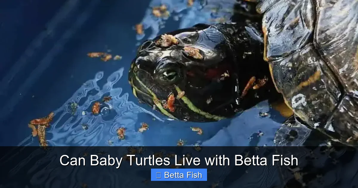 Can Baby Turtles Live with Betta Fish