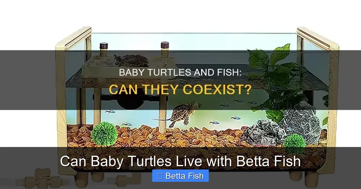 Can Baby Turtles Live with Betta Fish