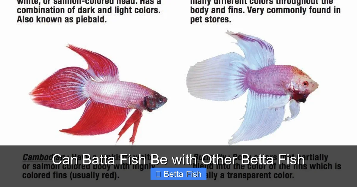 Can Batta Fish Be with Other Betta Fish