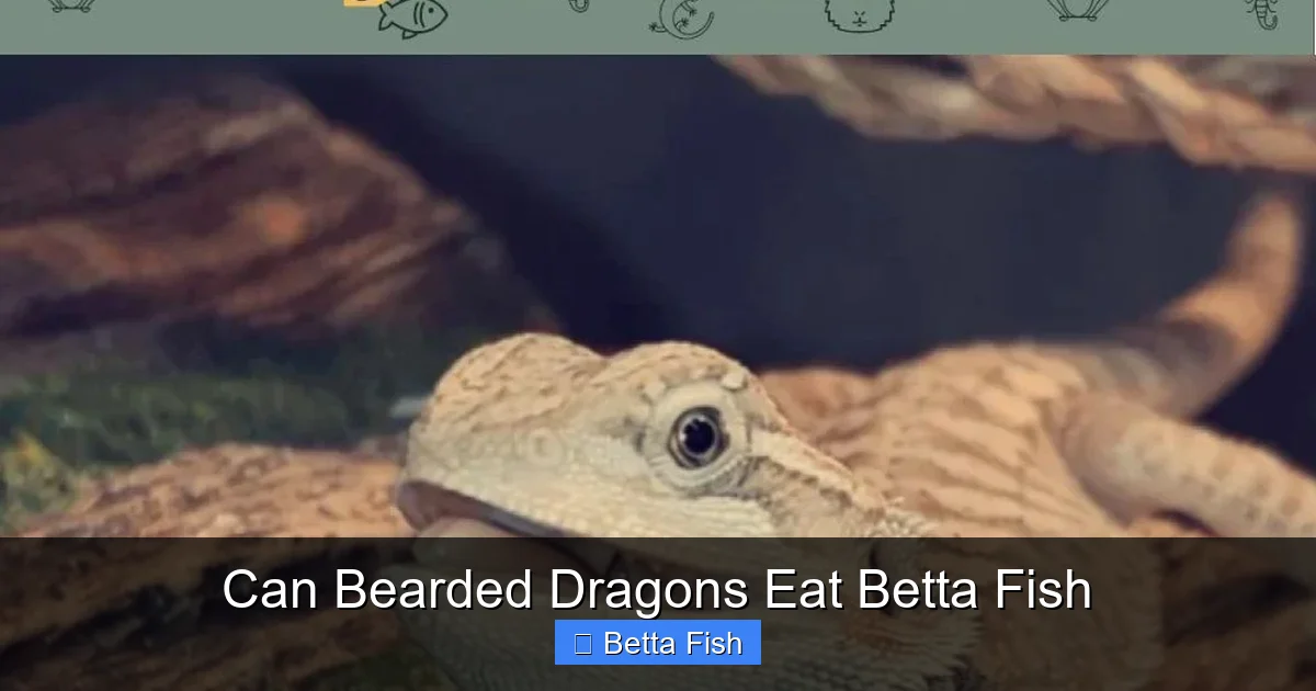 Can Bearded Dragons Eat Betta Fish