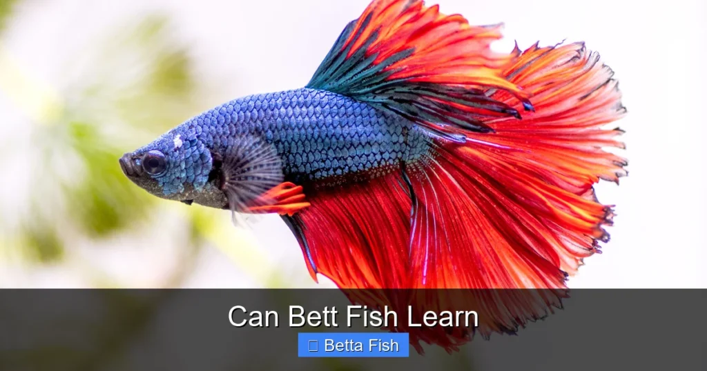 Can Bett Fish Learn