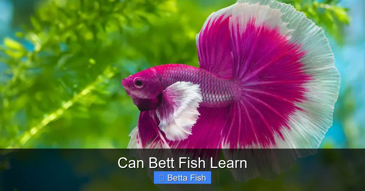 Can Bett Fish Learn