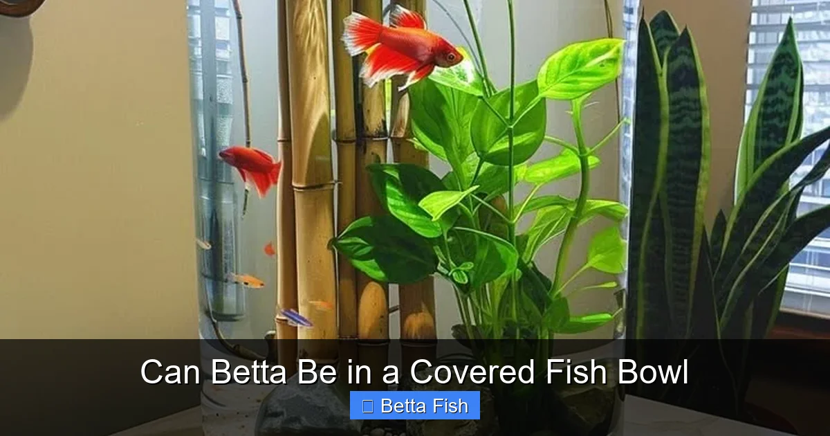 Can Betta Be in a Covered Fish Bowl