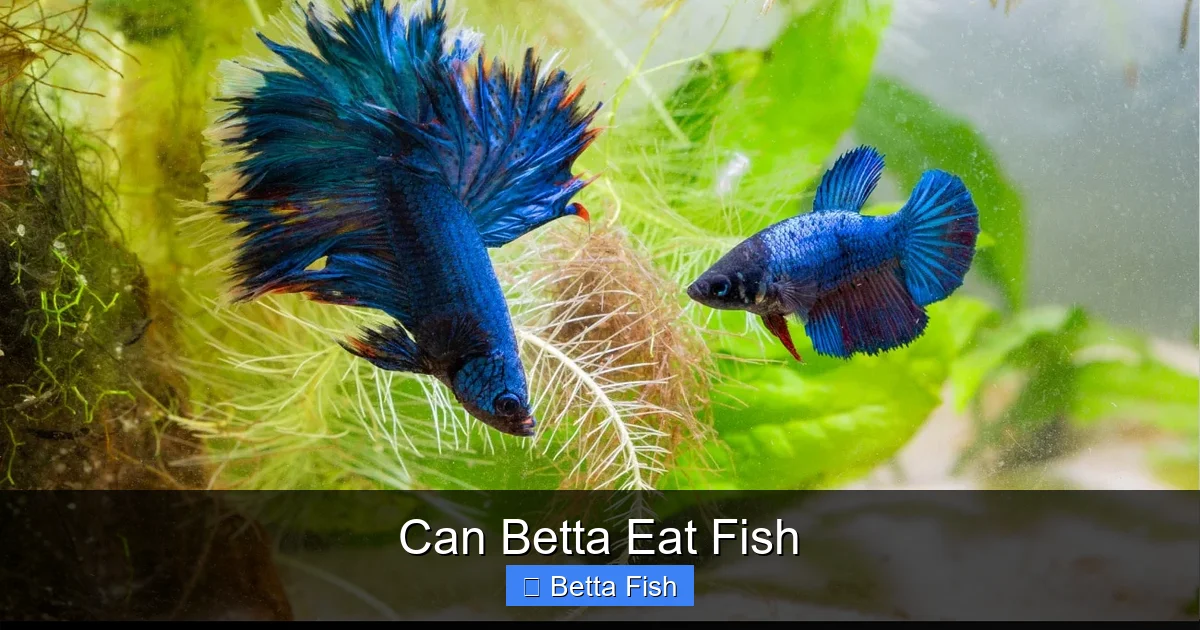 Can Betta Eat Fish