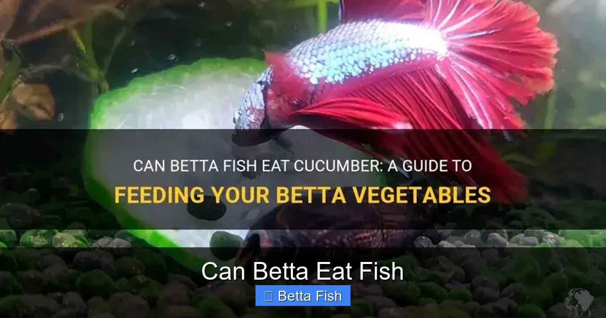 Can Betta Eat Fish