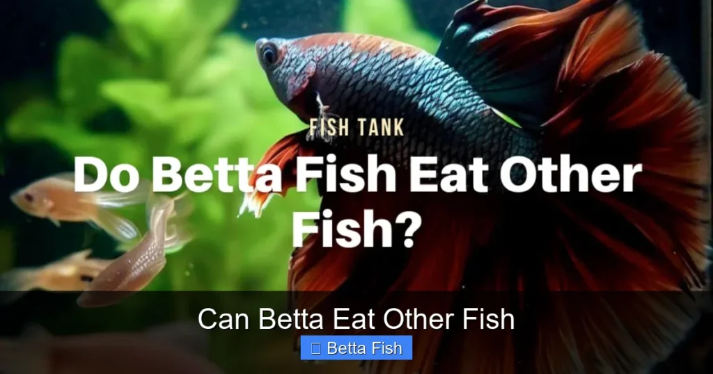 Can Betta Eat Other Fish