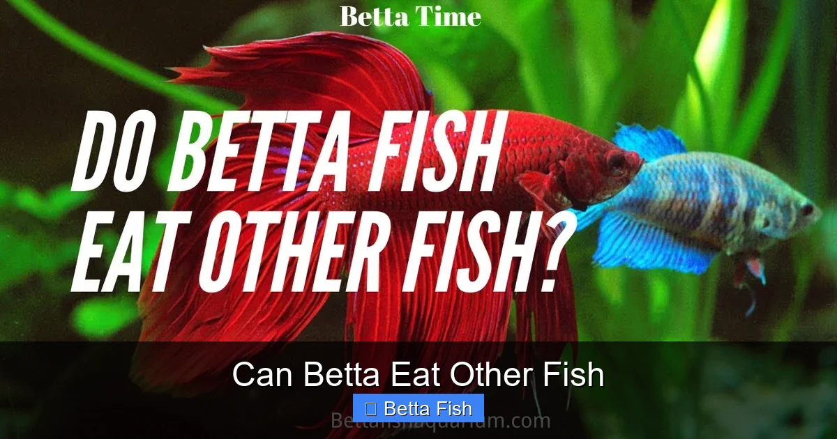 Can Betta Eat Other Fish