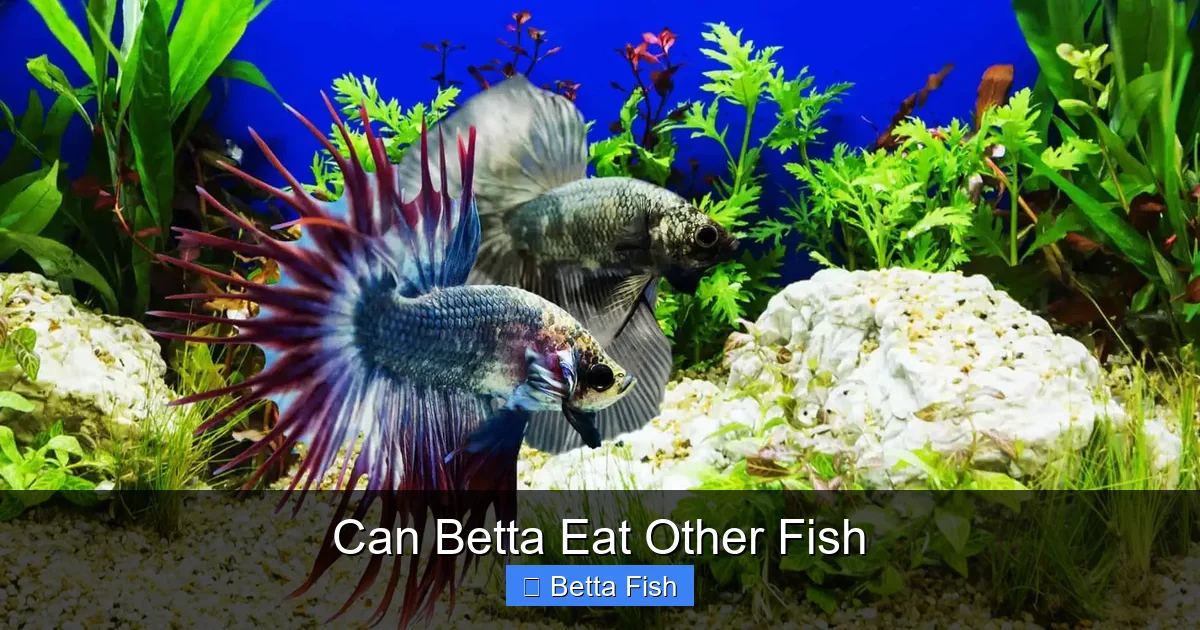 Can Betta Eat Other Fish