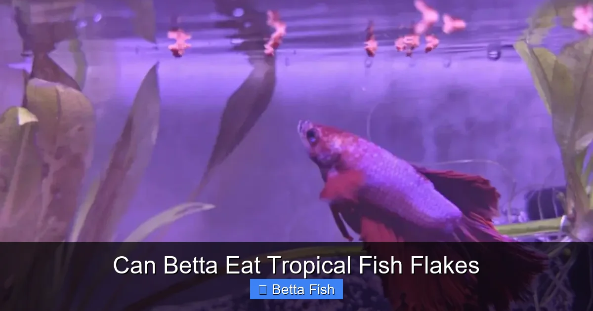 Can Betta Eat Tropical Fish Flakes