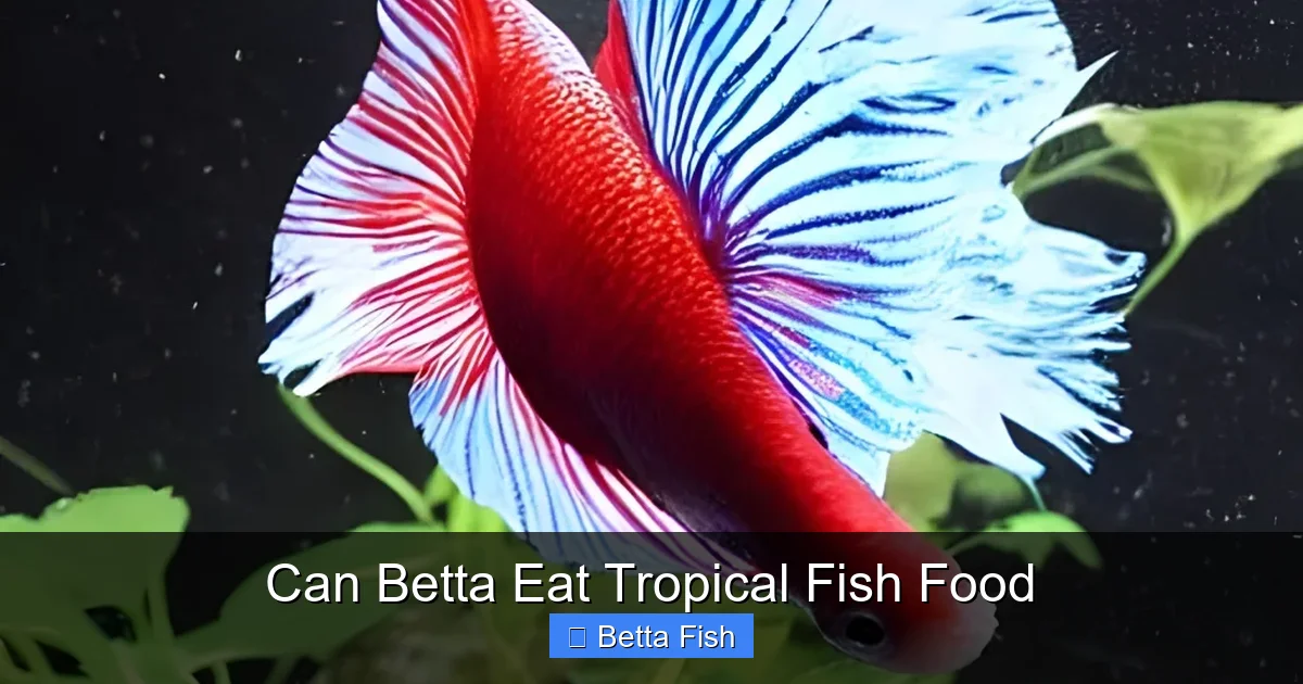 Can Betta Eat Tropical Fish Food