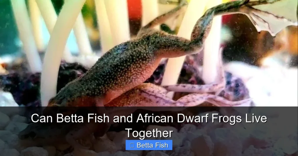 Can Betta Fish and African Dwarf Frogs Live Together